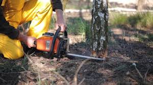 Best Tree Mulching  in Winters, TX