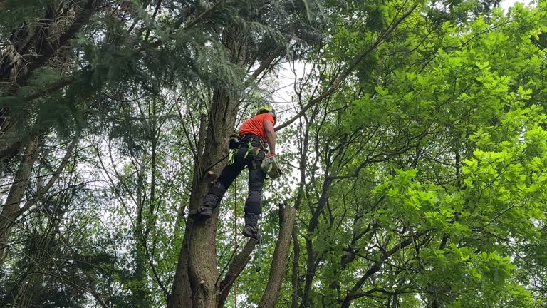 Best Tree Risk Assessment  in Winters, TX