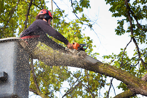 Best Hazardous Tree Removal  in Winters, TX